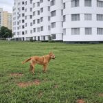 Condomínio em Brasília com cachorro abandonado, ilustrando abusos graves e aprovação de proteção a protetores de animais pela CLDF no DF.