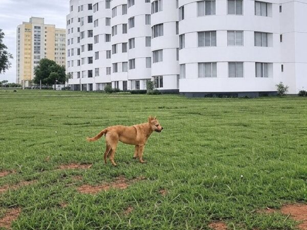 Condomínio em Brasília com cachorro abandonado, ilustrando abusos graves e aprovação de proteção a protetores de animais pela CLDF no DF.
