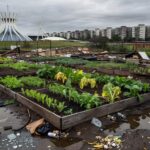 Horta urbana em Brasília com riscos de contaminação e desperdício de água na agricultura.