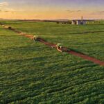 Vasta plantação de soja no cerrado representando crédito rural para grandes produtores