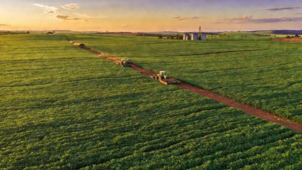 Vasta plantação de soja no cerrado representando crédito rural para grandes produtores
